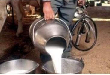 نقص حاد في انتاج الحليب، والحكومة تعتزم اتخاذ تدابير